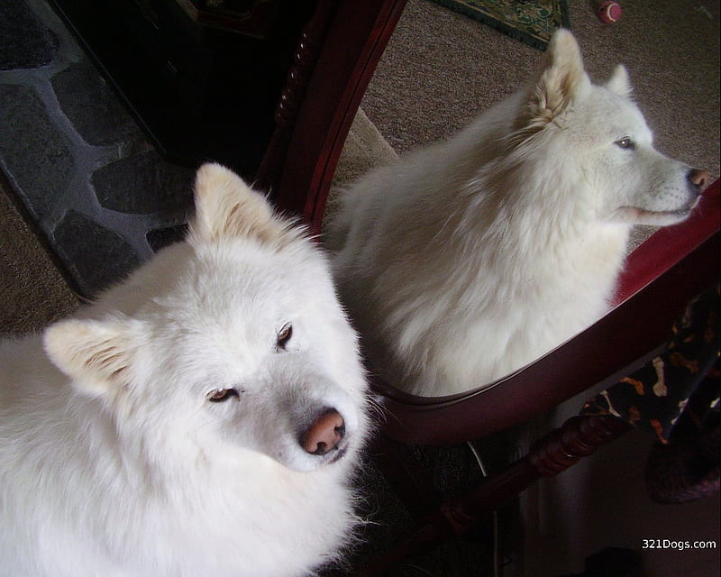 I Am Mad At You Go Away, cute, samoyed, mad, mirror, animals, dogs, HD wallpaper