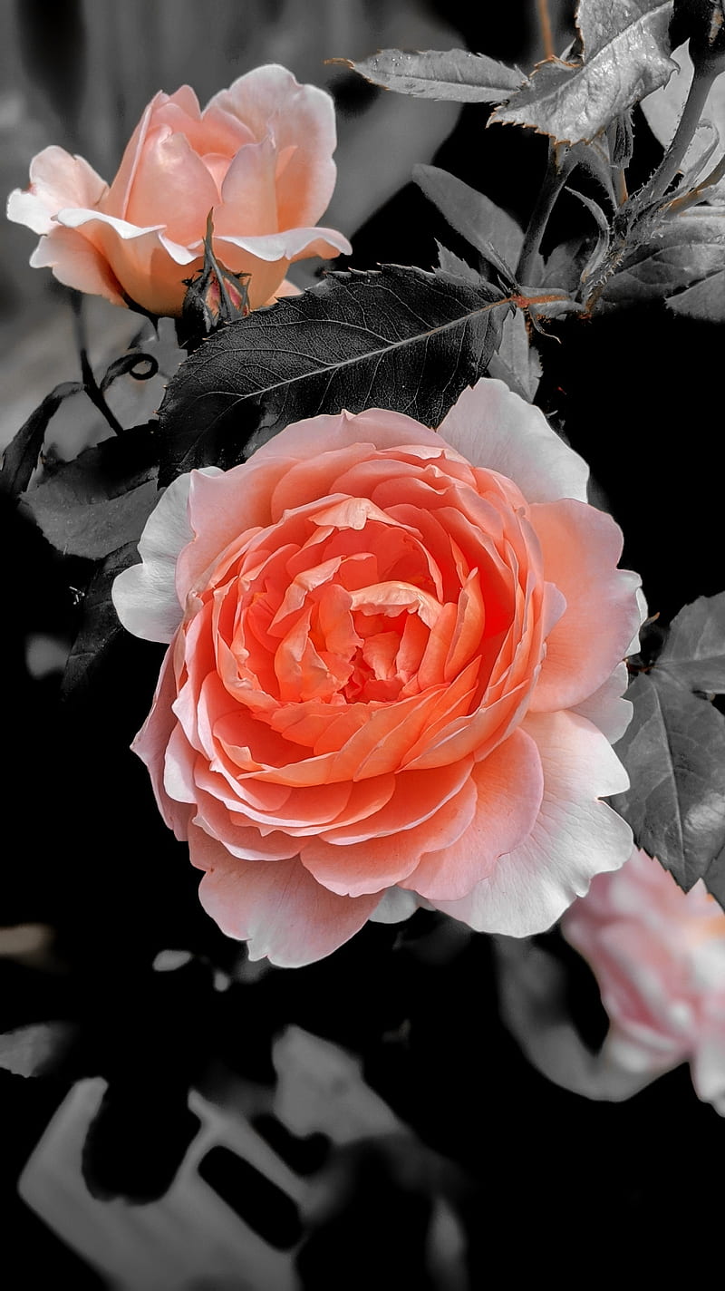 Pretty Roses, color, colorful, david austin, flowers, orange, pretty, red, rose, roses, summer, HD phone wallpaper