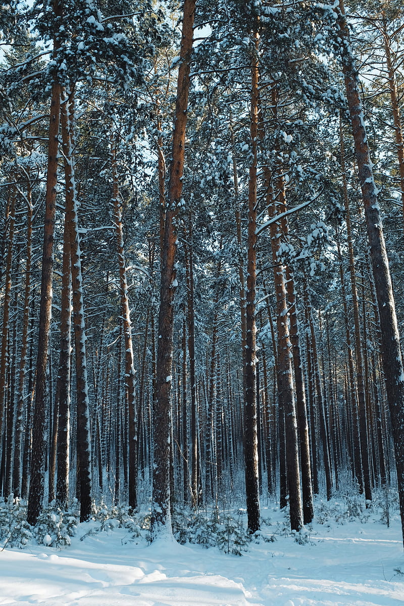forest, snow, pines, trees, coniferous, winter, HD phone wallpaper