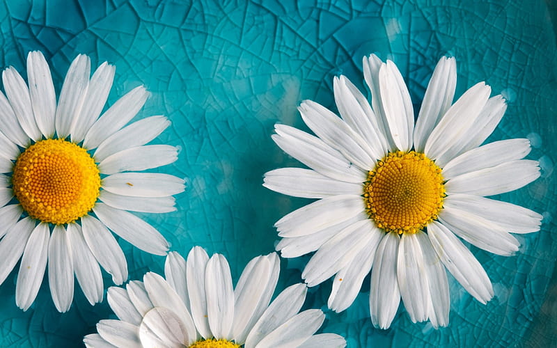 Daisies, turquoise, flowers, yellow, white, HD wallpaper