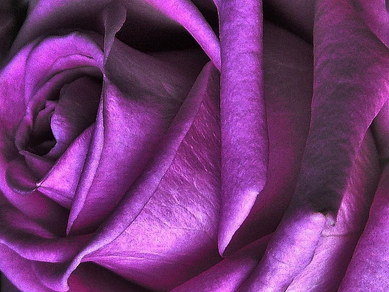 purple bud, pretty, rose, soft, bud, elegance, nice, purple, plants, blossoms, flowers, nature, petals, blooms, delecate, HD wallpaper
