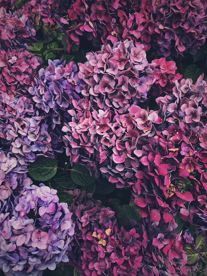 pink and purple hydrangeas flowers, HD phone wallpaper