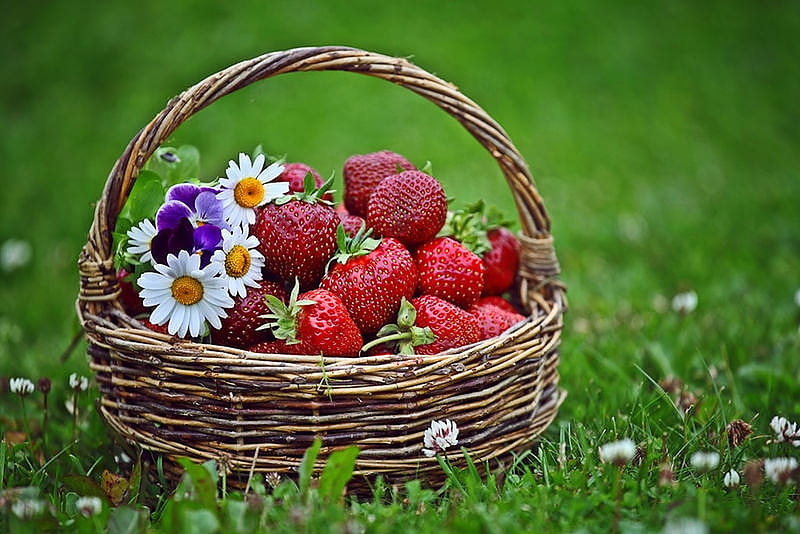 Wicker basket, Flowers, Camomile, Basket, Strawberries, HD wallpaper