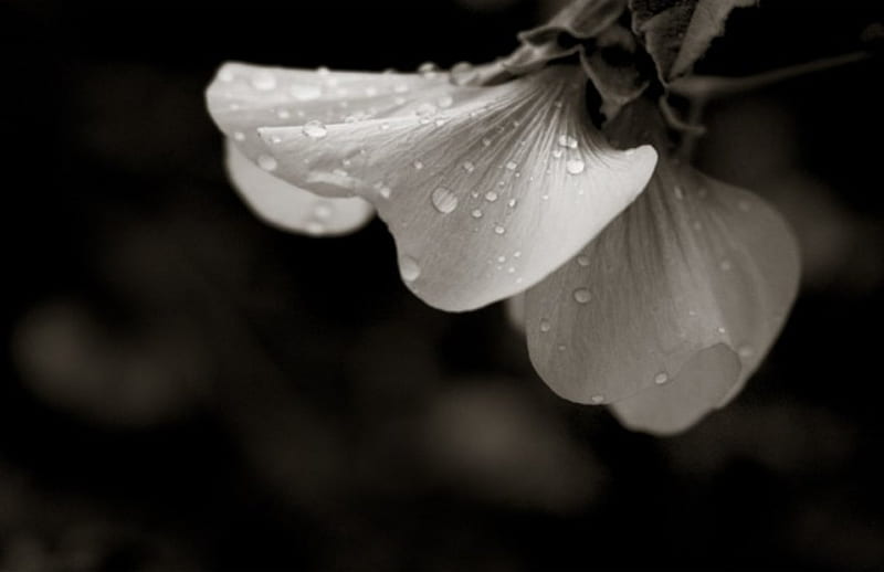 After rain, raindrops, black and white, dew, drops, dewdrops, flowers, nature, petals, rain, white, HD wallpaper