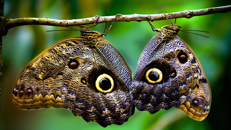 two brown and beige butterflies on twig with eye prints animals, HD wallpaper