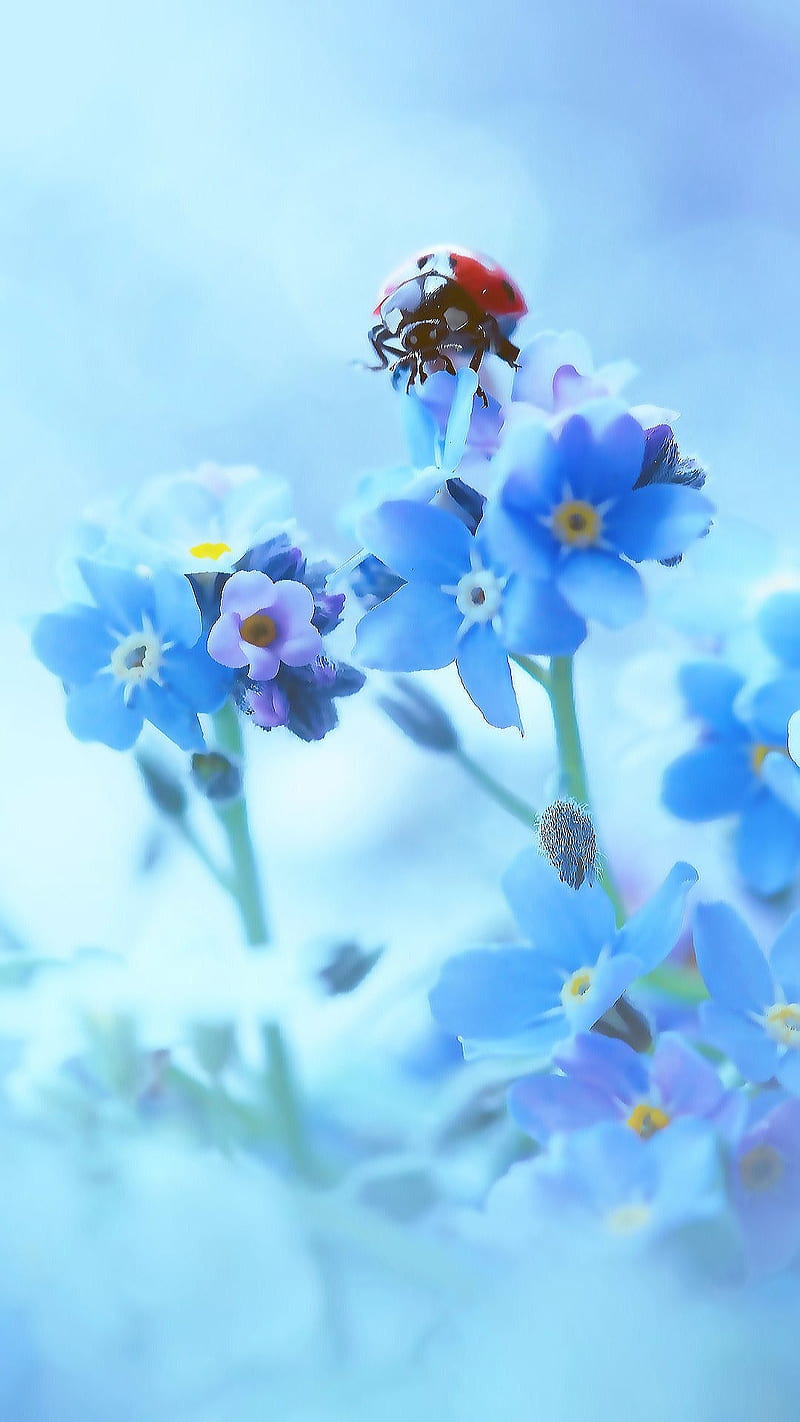 Forget me not, blue, blue flowers, flower, flowers, ladybug, nature, spring, HD phone wallpaper
