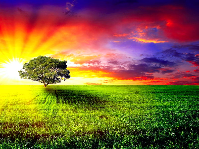 Alone In Sunset, pretty, sun, grass, sunset, clouds, fantasy, grasses, beauty, dream-land, lovely, sky, trees, rays, purple, landscape, field, red, colorful, dreamy, bonito, graphy, leaves, roots, green, color, scenery, pink, blue, horizon, view, sunlight, shadow, plain, tree, root, peaceful, nature, branches, scene, HD wallpaper