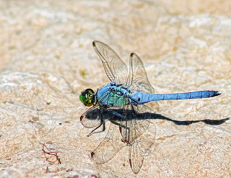 Blue Dragonfly, insect, nature, rock, wings, HD wallpaper