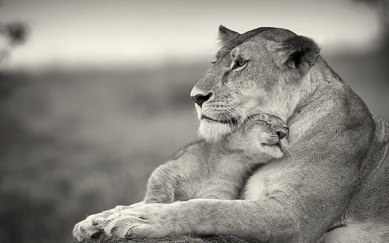 Mom and Son, felines, mom, son, lion, animals, savana, HD wallpaper