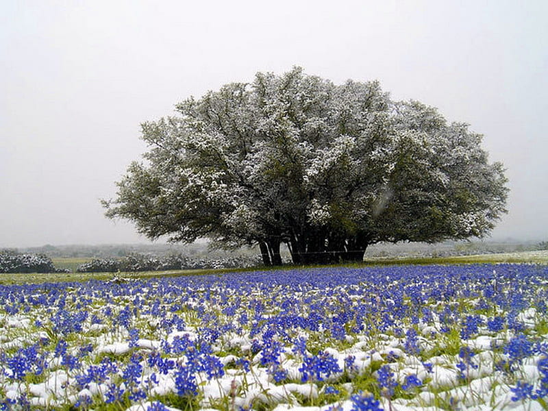 Neath the mighty oak, wild flowers, large, oak tree, white, field, blue, HD wallpaper