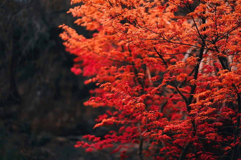 Closeup View Of Red Maple Leaves Tree Branches In Blur Background 4K HD  Nature Wallpapers, HD Wallpapers