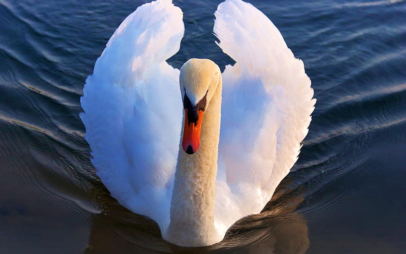 Your Majesty, water, wings, bird, regal, white, swan, HD wallpaper