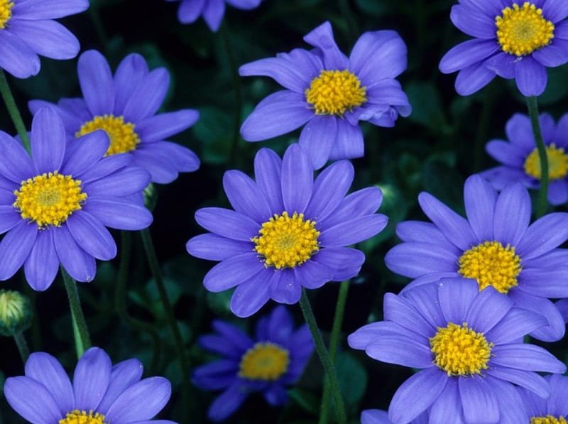 Blue Flowers, yellow, petals, flowera, blue, HD wallpaper