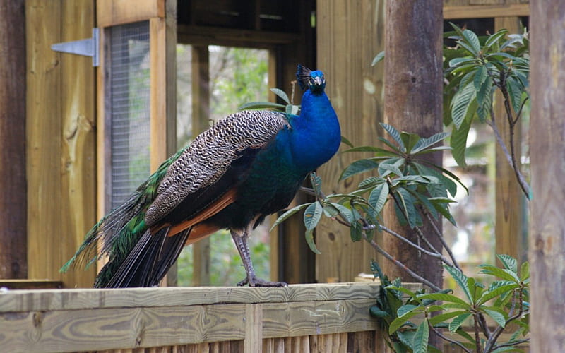 Peacock Perch F1, USA, Cypress Lake, Florida, peacock, animal, graphy, bird, avian, wide screen, wildlife, HD wallpaper