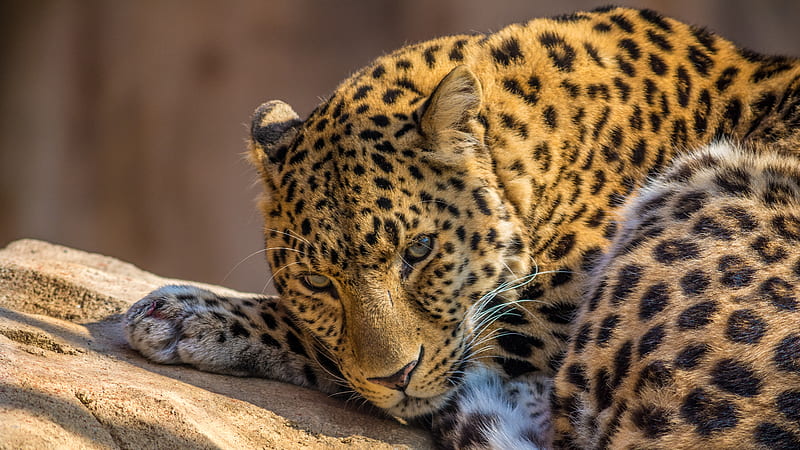 Cheetah, animal, animals, cat, leopard, safari, savana, wild, HD wallpaper