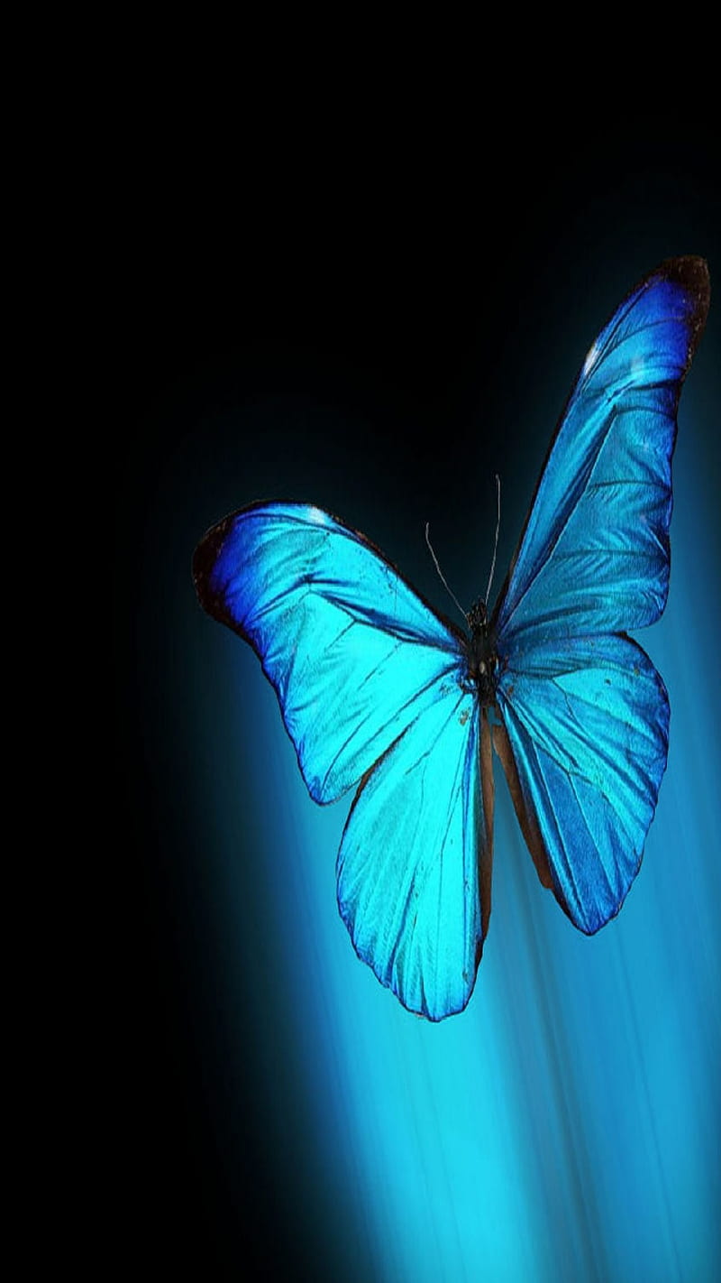 Glowfly, blue, butterfly, black, abstract, insect, flying, HD phone  wallpaper | Peakpx