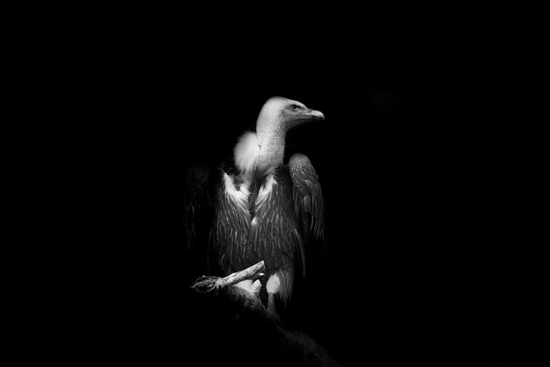 Vulture Black And White, HD wallpaper
