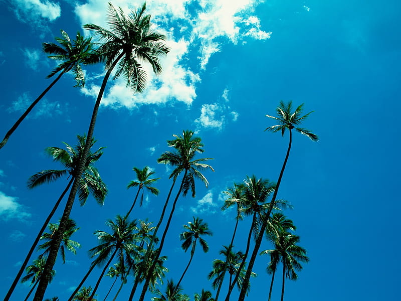 coconut trees under blue sky, HD wallpaper