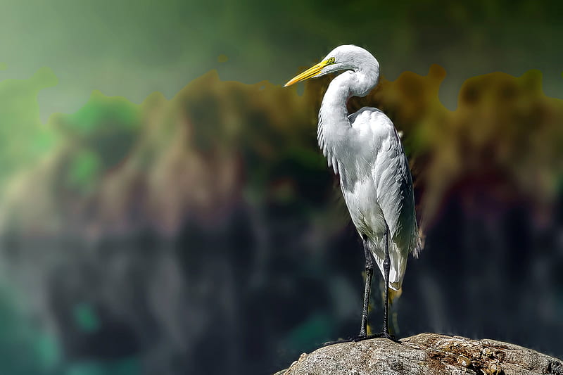 Egret Striking a Pose, nature, egret, bird, animal, HD wallpaper