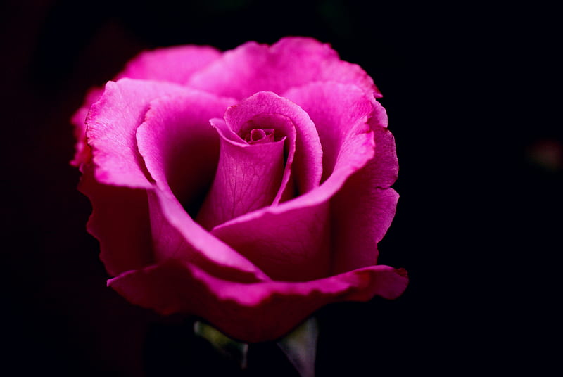 Pink Rose, rose, flowers, pink, macro, HD wallpaper