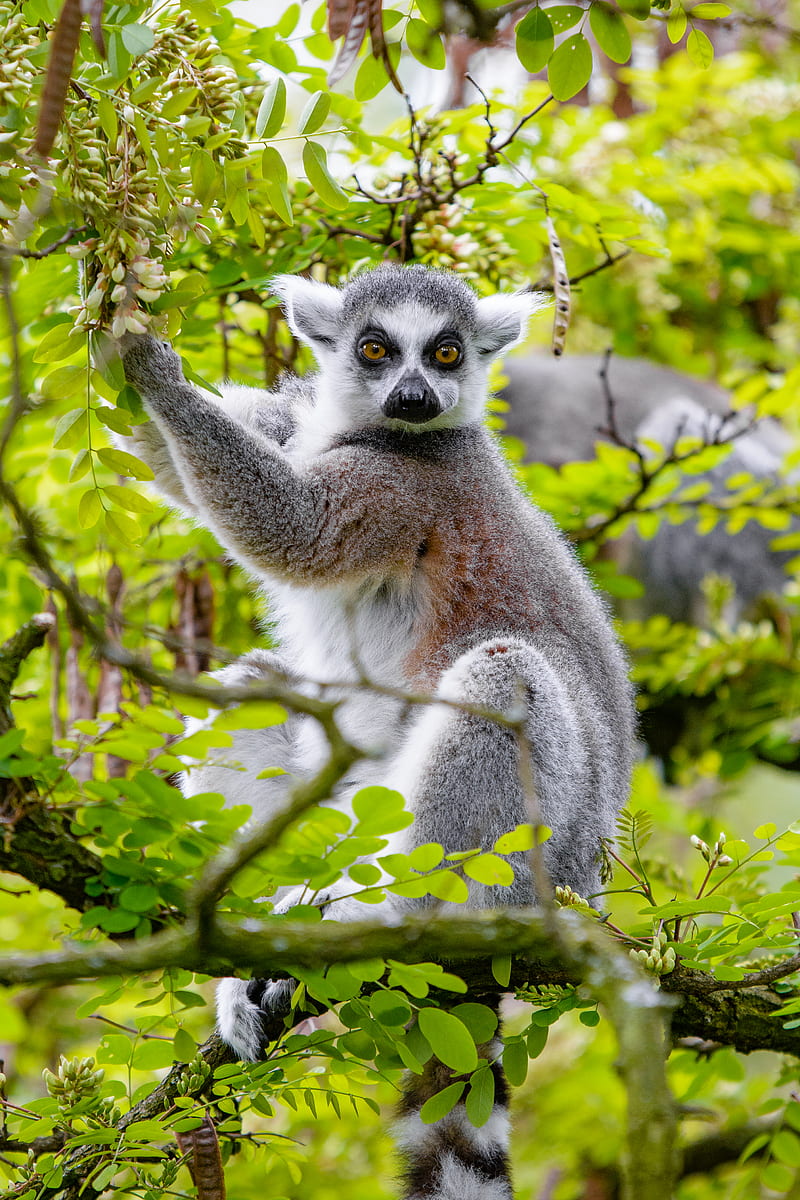 lemur, tree, branches, animal, wildlife, HD phone wallpaper