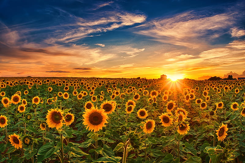 Sunflowers at sunrise, field, sunflowers, fiery, sunrise, sunset, bonito, sky, HD wallpaper