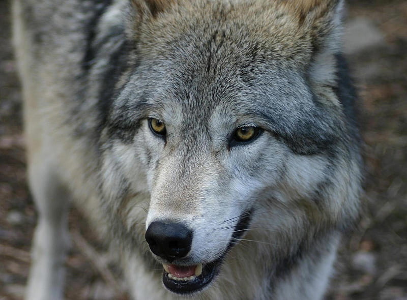 Timber wolf, timber, gray, wild, nature, wolf, wolves, animal, HD wallpaper