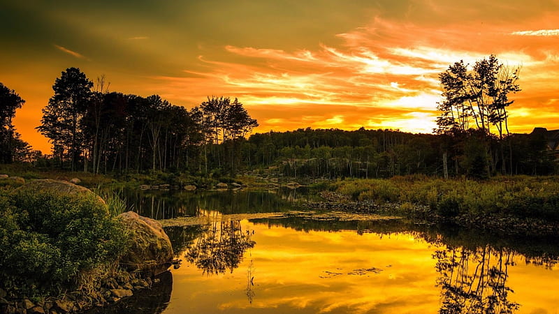 A golden day in the forest river, sun, 1920x1080, bonito, sunset, clouds, nice, graphy, splendor, sunrise, river, mirror, paisage, wood, amazing, forest, reflex, paysage, shadow, silhouette, sky, golden day, cool, tree, water, riverscape, paisagem, awesome, sunshine, reflections, landscape, HD wallpaper