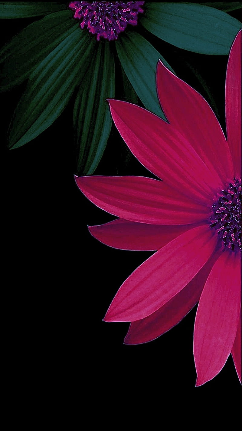 Flor rosa, , negro, flores, gris, verde, Fondo de pantalla de teléfono HD |  Peakpx