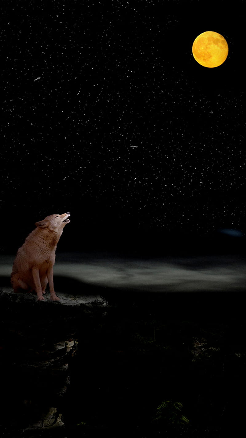 Wolf Moonlight, night, sky, starry, HD phone wallpaper
