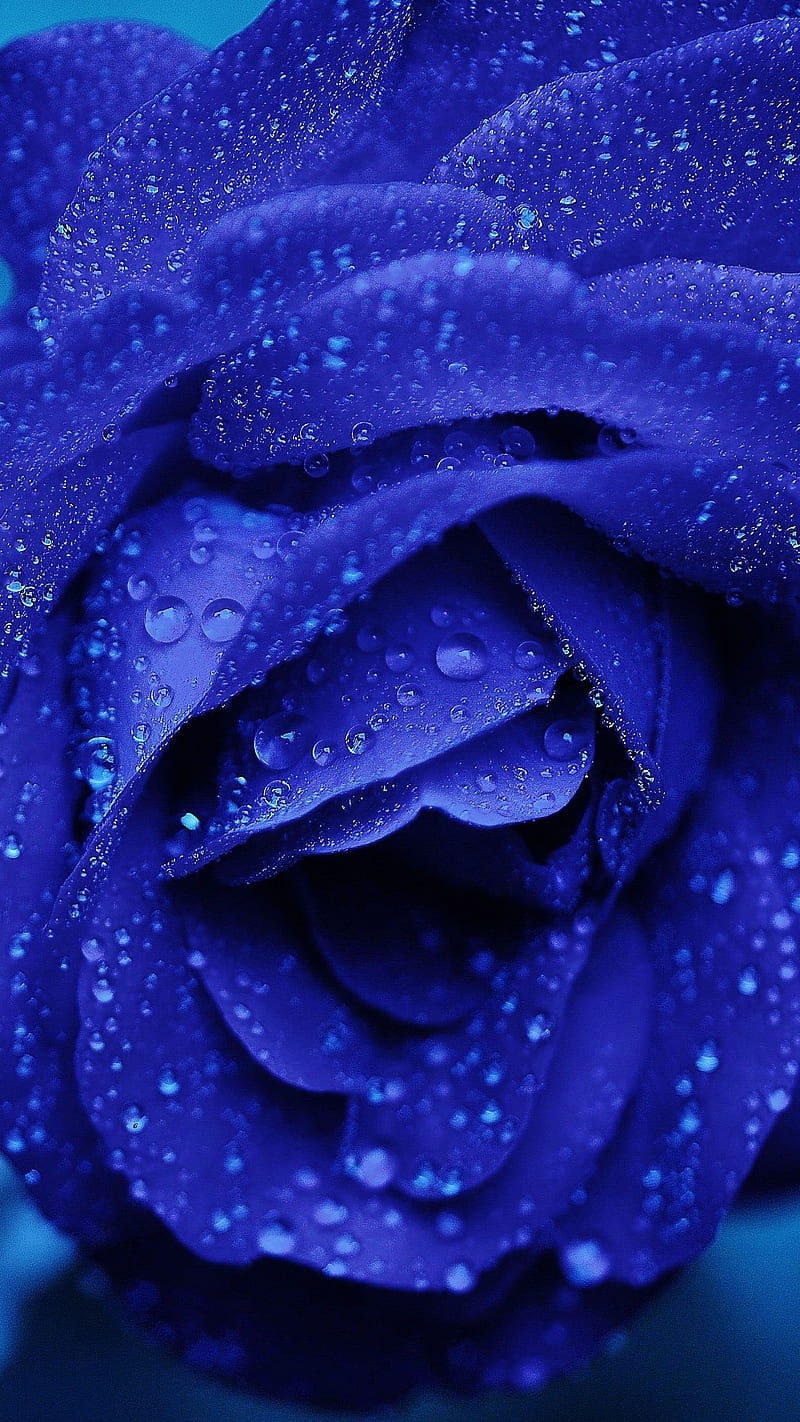 Blue rose, flower, background, water drops, HD phone wallpaper | Peakpx