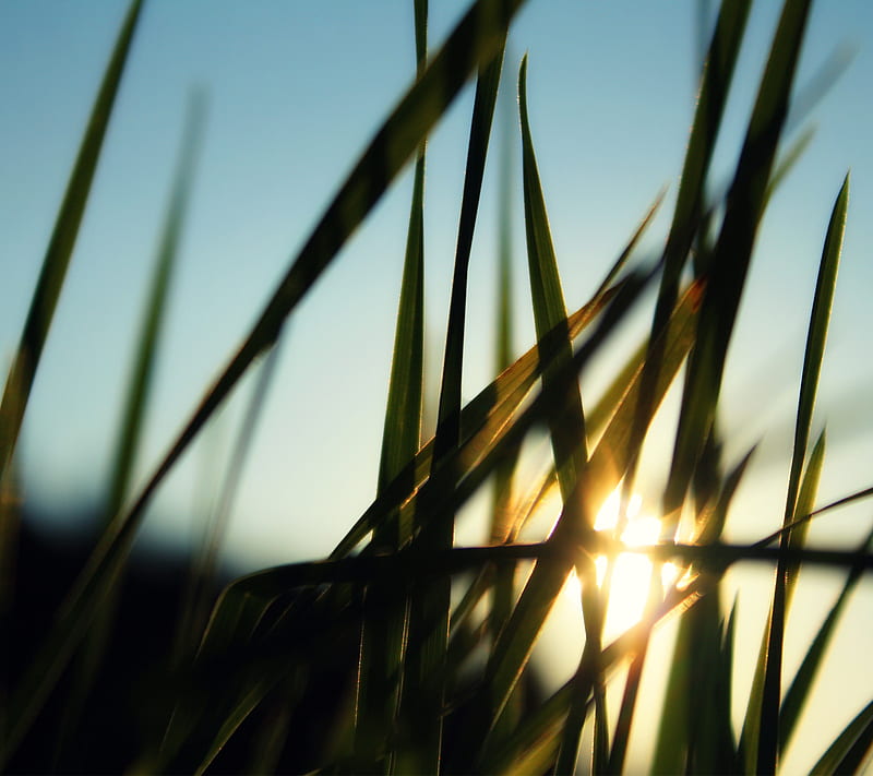 Grass Sunrise, blue, green, morning, nature, sky, sun, HD wallpaper