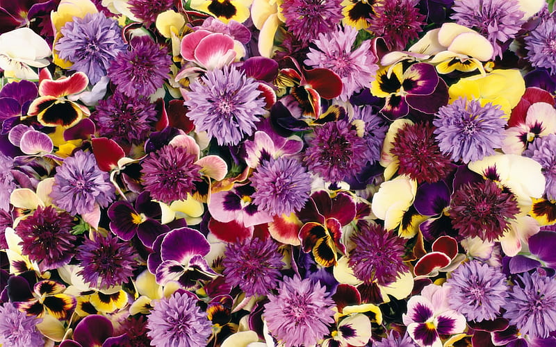 Purple Passion, purple, bachelor button, pansies, flowers, yellow, white, floral, HD wallpaper