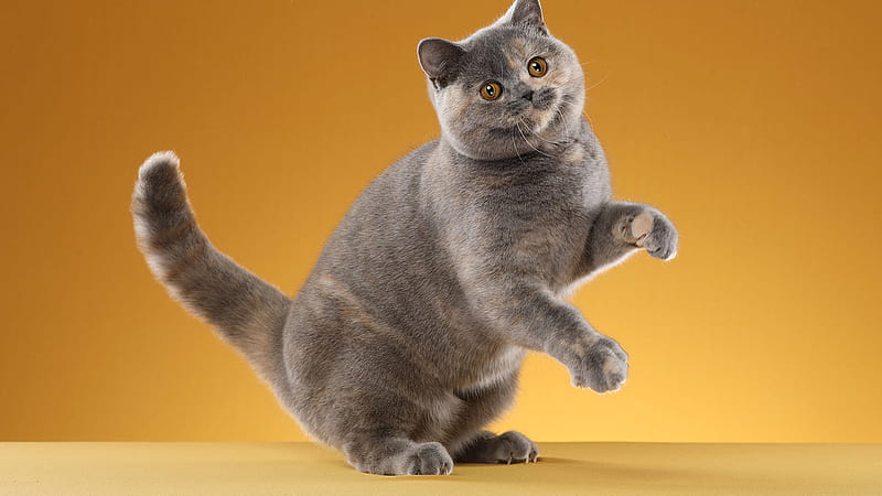 Cute Ash Cat Posing For A In A Light Yellow Background Standing Up on Hind  Legs Animals, HD wallpaper | Peakpx