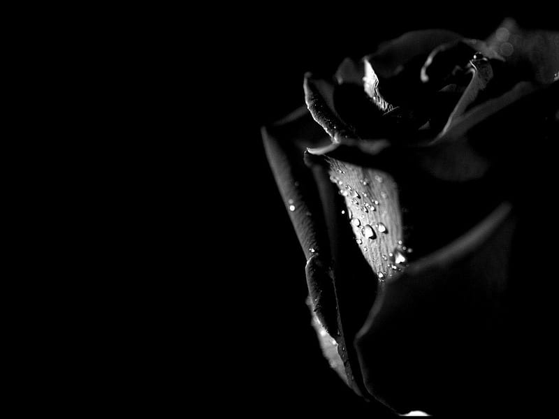 Black Rose, Gothic Rose, HD wallpaper