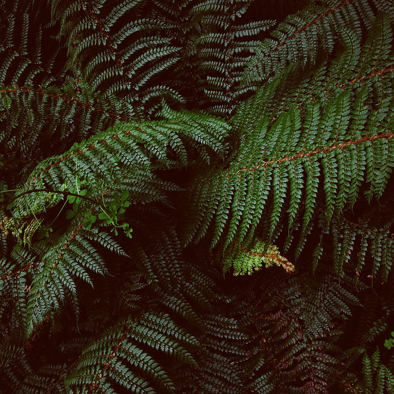 fern, leaves, carved, plants, green, vegetation, HD phone wallpaper