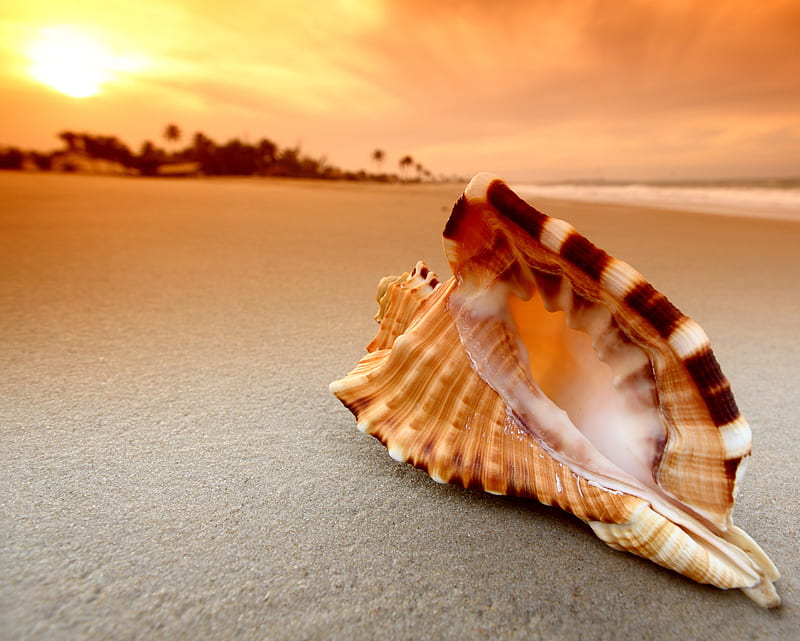 Shells, beach, sand, sea, shell, silence, sunrise, sunset, HD wallpaper