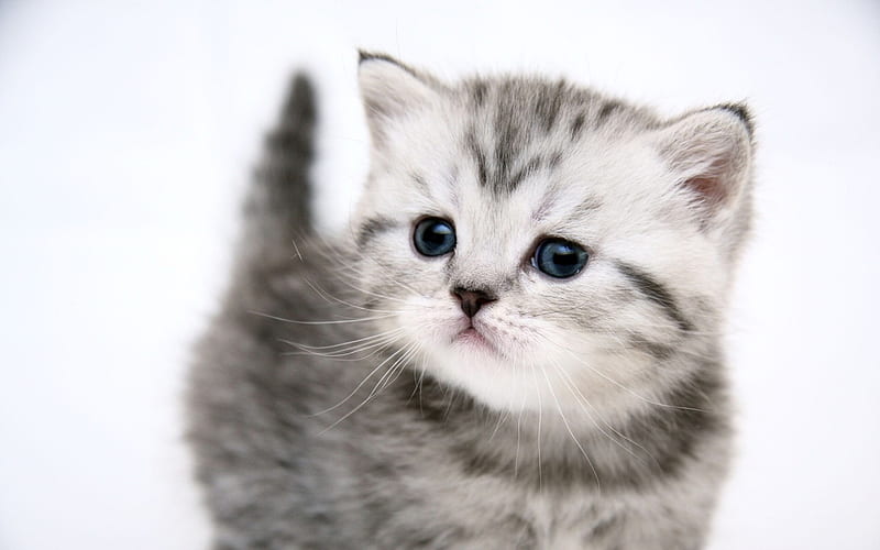 cute kitten wallpaper desktop