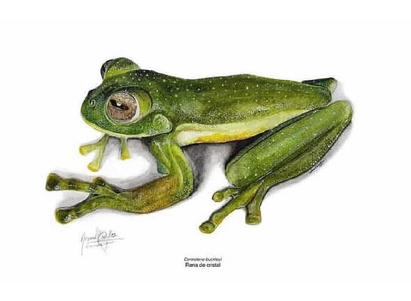 Frog, Freshwater Animals, Animals, Amphibian, HD wallpaper