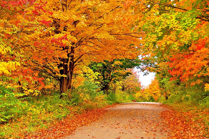 Nature, Road, Tree, Fall, HD wallpaper | Peakpx