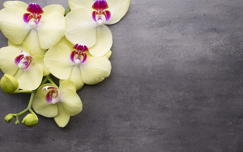 yellow orchid, tropical flowers, branch, gray background, HD wallpaper