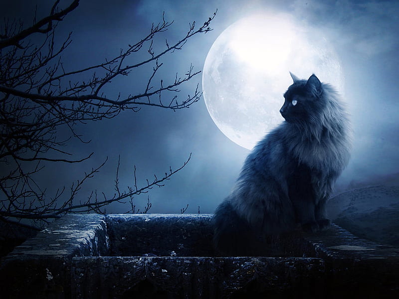 Cat at night, feline, moon, cat, kitten, animal, HD wallpaper | Peakpx