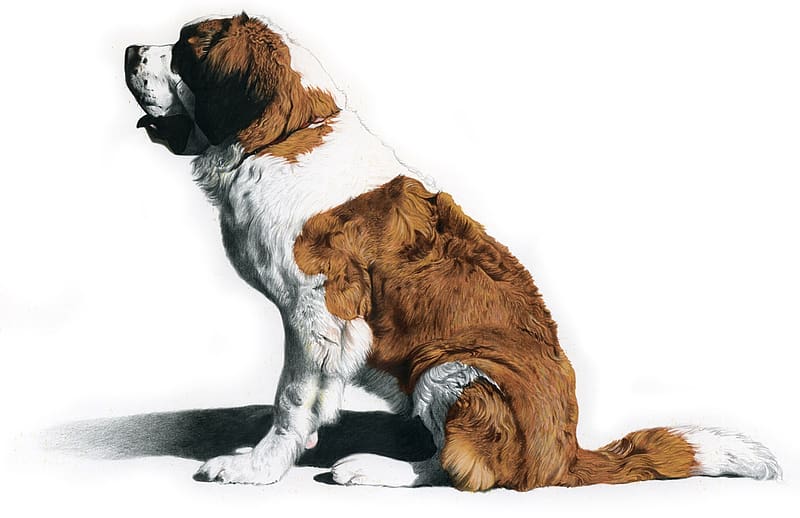 Dogs, Dog, Animal, St Bernard, HD wallpaper