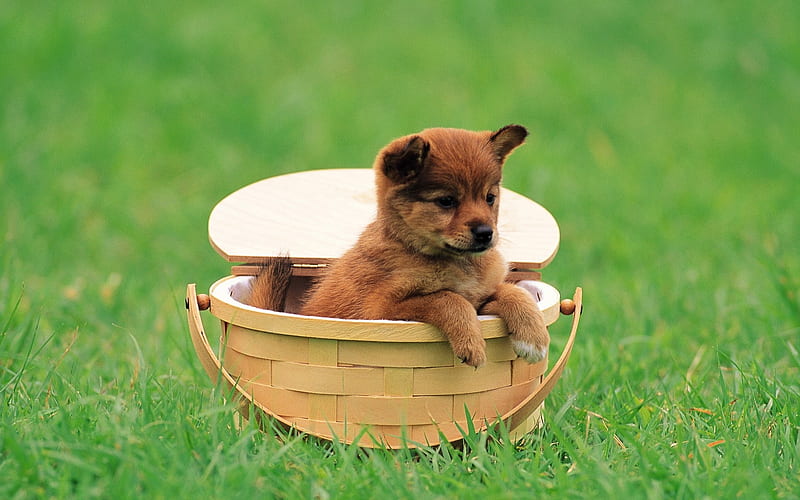 Cute Shiba Inu puppy in Basket-Lovely Puppies, HD wallpaper