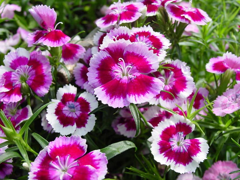 Petunias, sweet petunias, forest, flowers, pink and purple, HD wallpaper