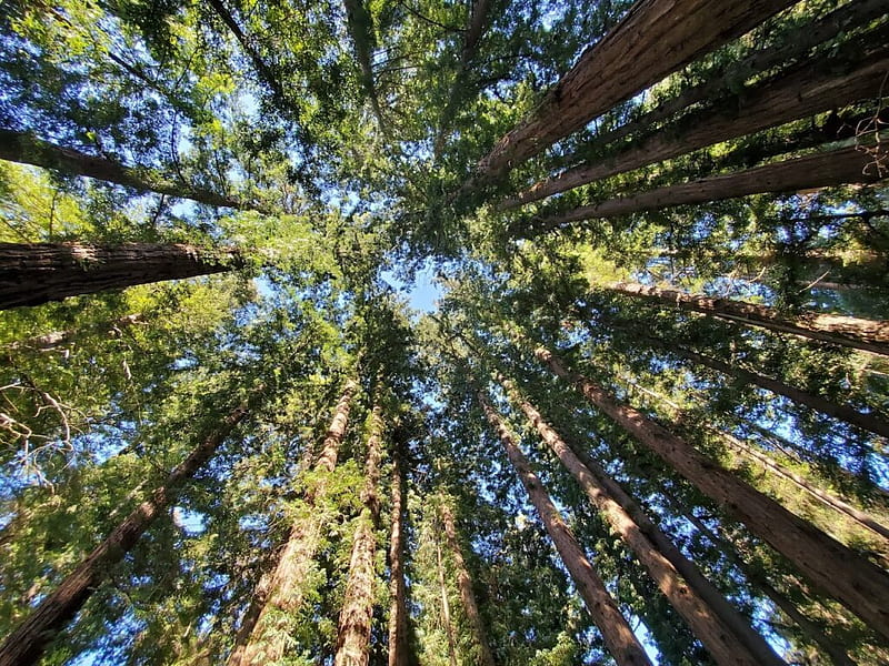 Cathedral Redwoods - Santa Cruz, California - Top Brunch Spots, HD wallpaper