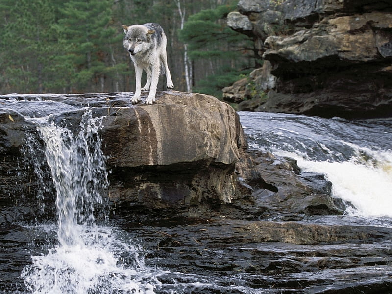 bozkurt, wildlife, river, wolf, gray, HD wallpaper