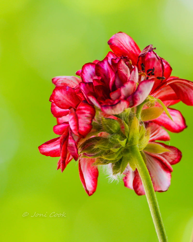 Geranium, flower, red, HD phone wallpaper