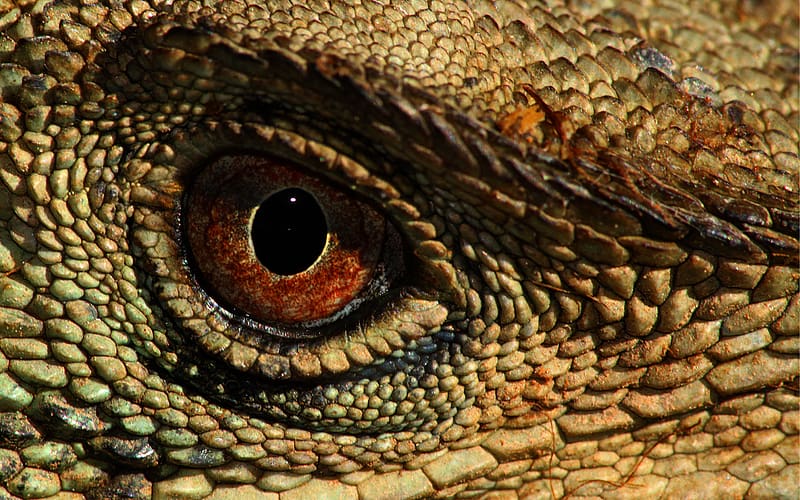Animal, Reptile, Eye, HD wallpaper