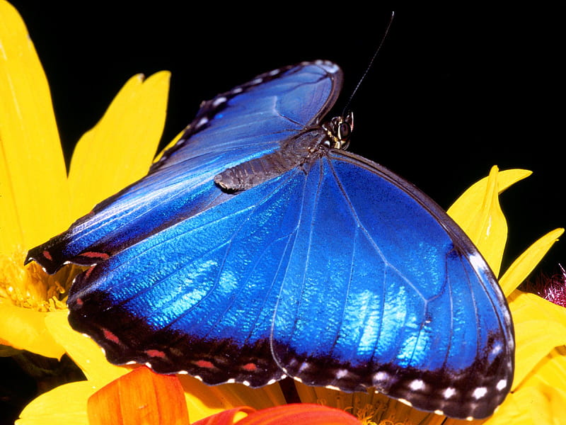 Butterfly For Monarch, morpho, butterfly, flower, insect, yellow, blue, HD wallpaper